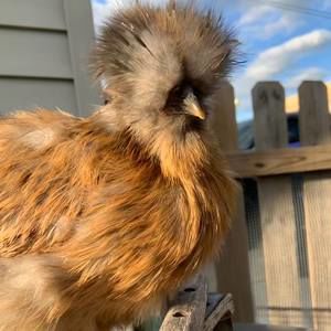 Meet your Posher, Leah